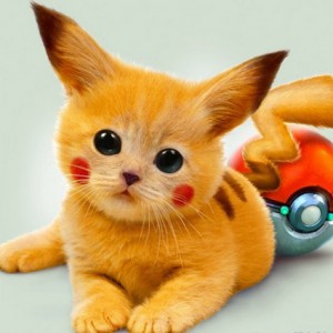 real-life-pikachu-cat-1